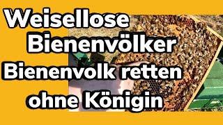 Weisellose Bienenvölker im April  Bienenvolk retten ohne Königin  Bienen Saison 2023 [upl. by Leva168]