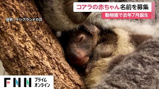 コアラの赤ちゃん 名前を募集 動物園で去年7月誕生 [upl. by Eillam]