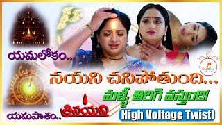 Trinayani TV Serial Upcoming Twist   నయని చనిపోతుంది   Zeetelugu  Teluguflame [upl. by Yekcin]