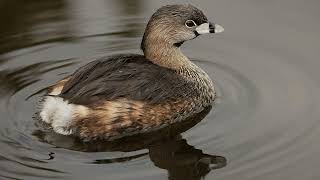 Sounds Of Nature  Piedbilled Grebe  Bird Sounds [upl. by Florian]