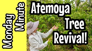 Monday Minute Atemoya Tree Revival [upl. by Nayra]