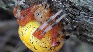 Marbled Orbweaver female Araneus marmoreus [upl. by Regnij]