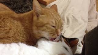 ASMR Cat licking other cat’s ear LOOPED [upl. by Ceil]