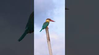 Storkbilled Kingfisher Perched on Bamboo  4K Birdwatching in Purbasthali shorts youtubeshorts [upl. by Hgielar]