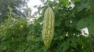 Bitter melon garden in Vietnam [upl. by Filberte]