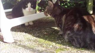 jan en zwaan  onze poes en buurmans kater wmv [upl. by Samson]