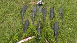 Bowfishing Armored Catfish in Florida [upl. by Tore]