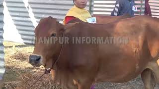 2 days Local breed Desi Cow Mela held at Oinam Kangjeibung [upl. by Adnilec130]