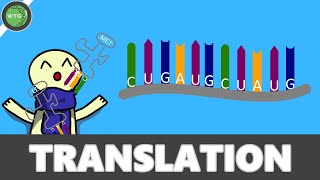 Biologie   TRANSLATION IN NUR 3 MINUTEN ERKLÄRT  WTG [upl. by Agni862]