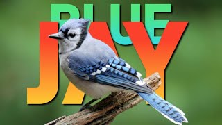 Blue Jay in 17 Fascinating Facts [upl. by Ynotna]