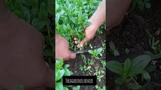 HOW TO HARVEST WATERLEAF [upl. by Dnomzed371]