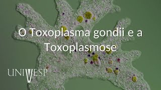 Parasitologia  Aula 05  O Toxoplasma gondii e a Toxoplasmose [upl. by Ecitnirp]