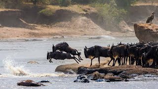 The Great Wildebeest Migration in Kenya in 2024 [upl. by Liggitt]