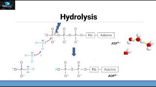 Hydrolysis of ATP [upl. by Farlay]