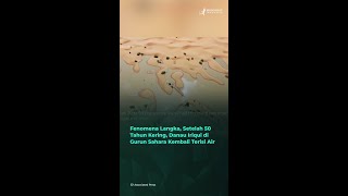 Fenomena Langka Setelah 50 Tahun Kering Danau Iriqui di Gurun Sahara Kembali Terisi Air [upl. by Aidualc]