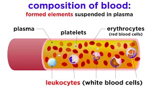 The Composition and Function of Blood [upl. by Zenger467]