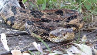 Canebrake Rattlesnake [upl. by Delilah]