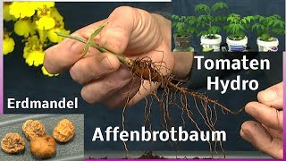 Affenbrotbaum umpflanzen  Erdmandel  Tomaten Hydroponic [upl. by Dawkins]