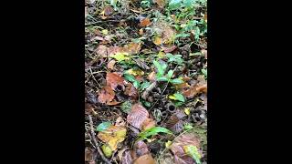 Trompettes de la mort 🍄 subscribe ytshorts youtubeshorts nature wildlife mushroom new yt [upl. by Pare]