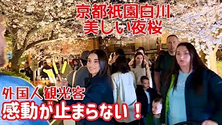 🌸感動が止まらない外国人観光客‼️日本京都の祇園白川の美しい夜桜 Beautiful night cherry blossoms in Kyoto Japan APRIL 2024 [upl. by Yentrac]