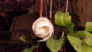 Epiphyllum Oxypetalum in Action [upl. by Adnavoj785]