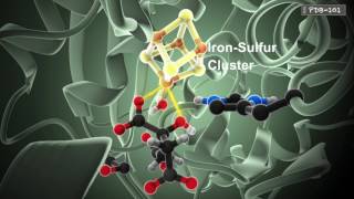 How Enzymes Work from PDB101 [upl. by Eidnim]