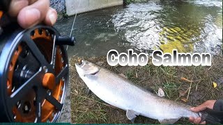 Coho Salmon Fishing Adventure At Bowmanville Creek fishingvideo Salmon Run September 30 2023 [upl. by Aniela]