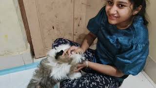 niha training shih tzu to pee on pee padsfunny shihtzucuteness dogbreed food [upl. by Halbeib]