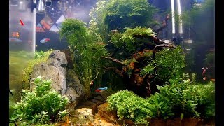 Aquascaping So sieht mein NanoCube nach einem Jahr aus [upl. by Cohette]