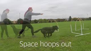 Hoopers dog agility training [upl. by Elimac]