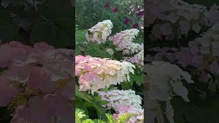 quercifolia hydrangea гортензия garden гортензія flowers parkjardin アジサイajisaishorts сад [upl. by Amalea]