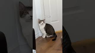 Dopey Sven content is gold catmomlife catlife catmeow meowing talkingcat catsbeingcats [upl. by Lundt844]