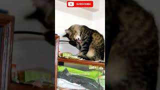 cat  cat vlog  peliculas completas en español latino  cat cute [upl. by Koziel515]