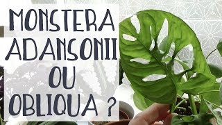 Monstera  Obliqua ou Adansonii [upl. by Bow162]