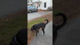 Walking around Pittsfield NH dog doglover dogshorts nh newhampshire [upl. by Belac]