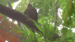 Lineated Foliagegleaner  Syndactyla subalaris  Ovenbird family  laguna de Pedro palo [upl. by Averyl]