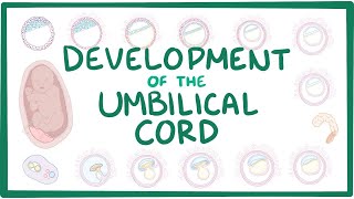 Development of the umbilical cord [upl. by Pihc]