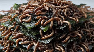 Mealworms Vs Nori Algae Mealworms Timelapse [upl. by Drahsar]