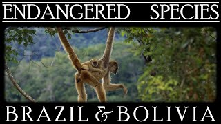 Endangered Species in Brazil and Bolivia [upl. by Akcebar]