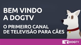 Bem vindo a Dog TV terapia audiovisual para cachorros [upl. by Hetty]