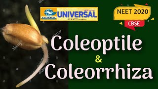 Difference between Coleoptile amp Coleorrhiza NEET amp CBSE [upl. by Bogie]