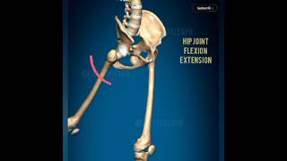 Flexion Extension anatomy ytshorts [upl. by Hgeilhsa]