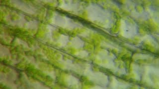 Chloroplast MovementCytoplasmic Streaming  Mr Pauller [upl. by Atiragram]