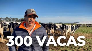 12 MIL LITROS DE LEITE POR DIA DE META COM 220 VACAS E 60 PRIMÍPARAS NO URUGUAI 🇺🇾 [upl. by Edwards]