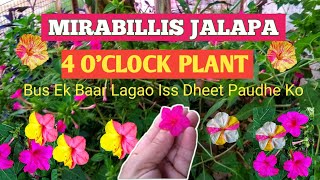 Miraillis Jalapa4 O Clock PlantSandhya MaltiGulabaasGulbakshiMarvel Of PeruBeauty Of The Night [upl. by Leitao743]