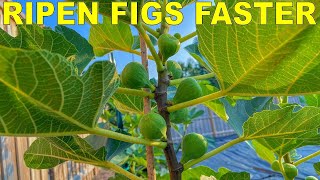 Grow Fig Trees That RIPEN FIGS FASTER With Three Simple Tricks [upl. by Detta]