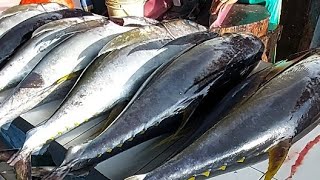 Live 02 Mei 24‼️Cutting Fresh Yellowfin Tuna at the Jembatan Puri fish market Sorong city Indonesia [upl. by Enirehs19]