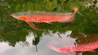 Beautiful amp Rare Arowana Fish in Nature  Amazing Super Red Arowana Tank [upl. by Jerald]