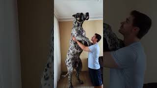 The biggest Great Dane in the world [upl. by Eniamart]