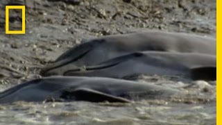 Dolphins Hunt on Sandy Shore  National Geographic [upl. by Akram]